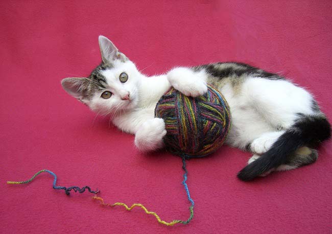 The Best Pet Sitting Solution For Cats Only Will Give You Peace of Mind