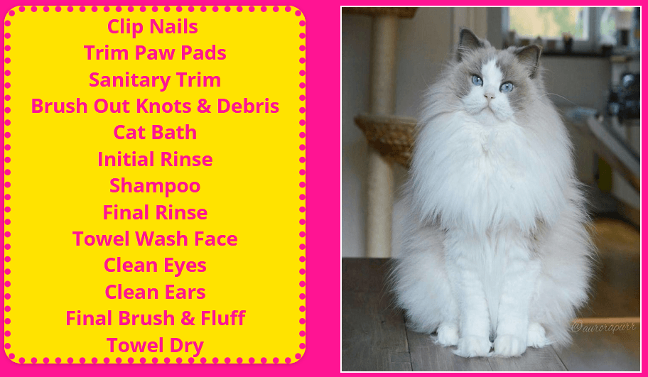 Professional cat grooming Laguna Niguel Cat grooming services at Cats Luv Us in Laguna Niguel Orange County