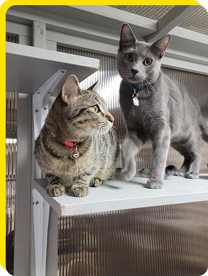 Cats together at Cats Luv Us boarding hotel and grooming